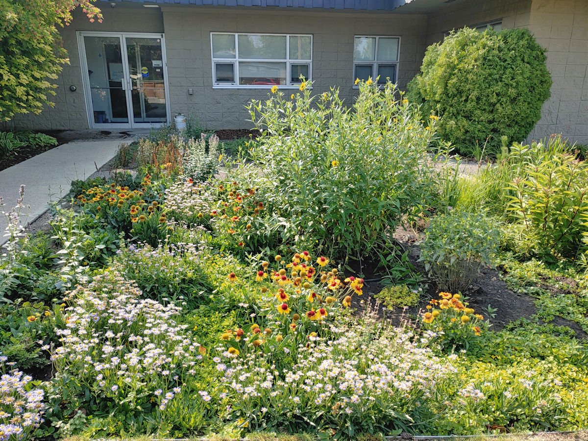 Rain garden and stormwater feature — qualifies for Whitby rebate